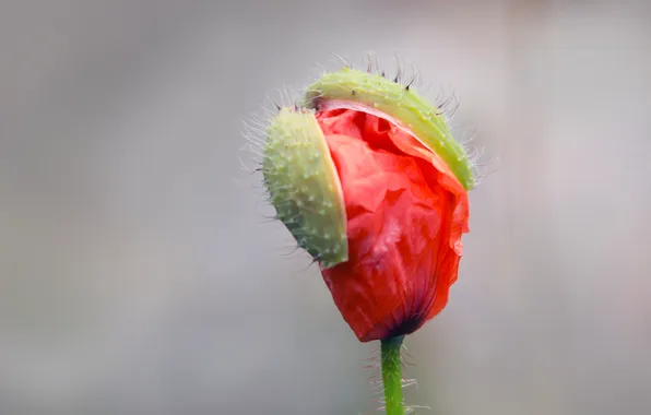 Red, flower, poppy