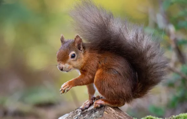 Nature, animal, protein, animal, rodent