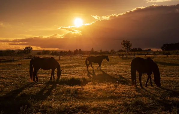 Animals, the sky, grass, sunset, horse, meadow, Radoslaw Dranikowski