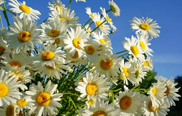Picture summer, chamomile, suns
