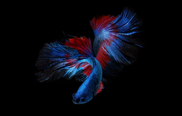 Blue, red, color, fish, black background