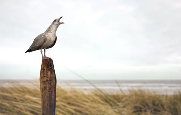 Sand, Beach, Bird, Seagull, Beach, Sand, Bird, Seagull