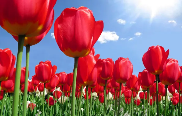 Picture the sky, nature, spring, tulips, plantation