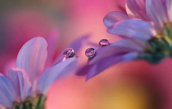 Drops, flowers, petals, gerbera