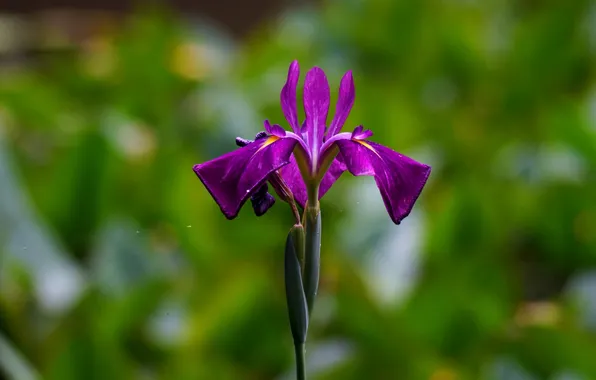 Picture greens, flower, purple, iris