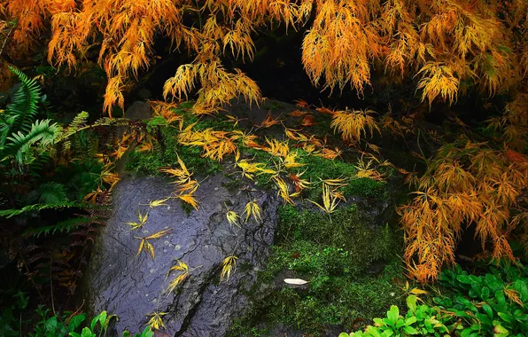 Picture leaves, branches, stone, moss, plants