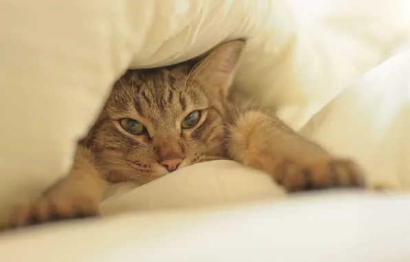 Cat, face, paws, bed