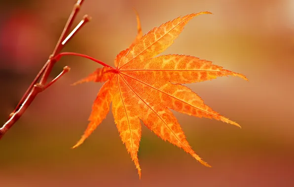 Autumn, sheet, branch, Japanese maple