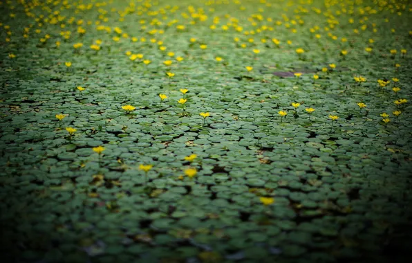 Picture nature, lake, Lily