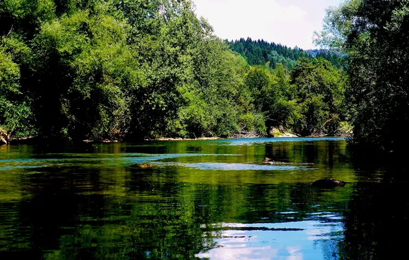 Trees, river, stones