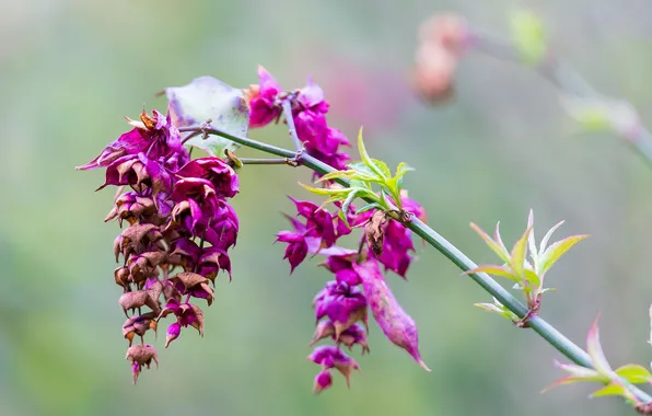 Picture leaves, flowers, branch, blur