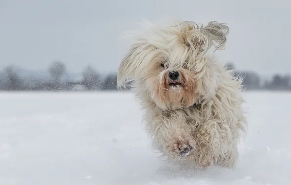 Picture winter, snow, dog, running, The Havanese, shaggy