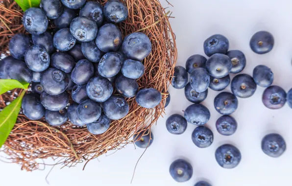 Picture berries, blueberries, fresh, wood, blueberry, blueberries, berries