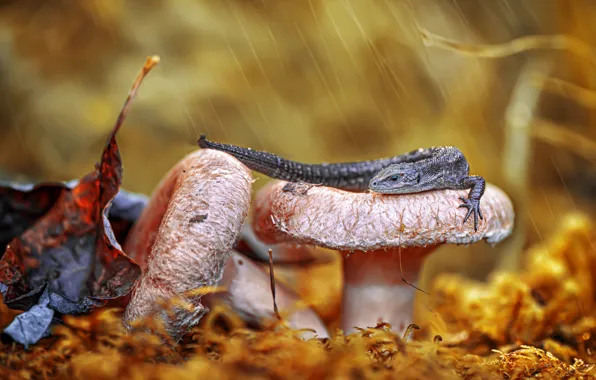 Autumn, leaves, drops, rain, mushrooms, moss, lizard, bokeh