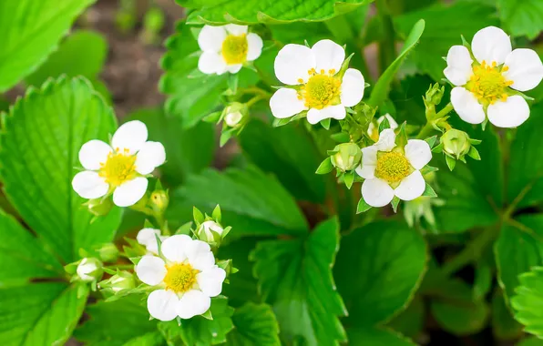 Greens, summer, leaves, flowers, garden, strawberries, strawberry, white