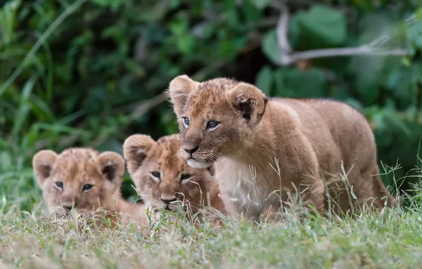 Glade, lions, the cubs