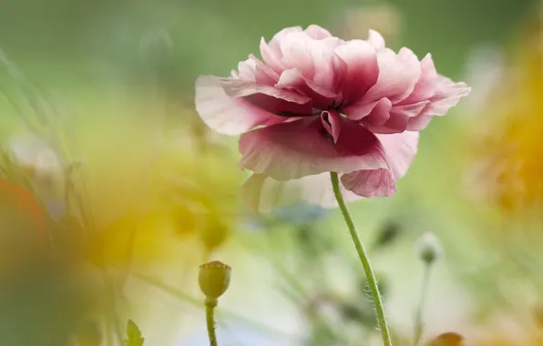 Flower, green, background, pink, Mac, blur, petals, buds
