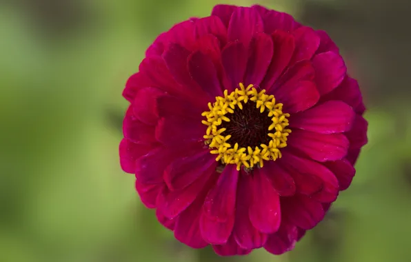 Picture petals, buds, zinnia, Red flowers