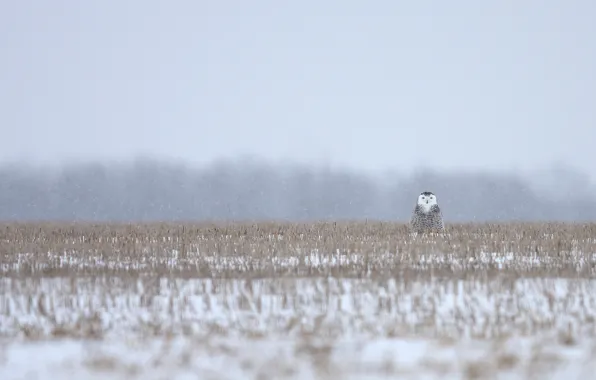 Grass, snow, grass, camouflage, snowy owl, camouflage, Snowy owl, snowing