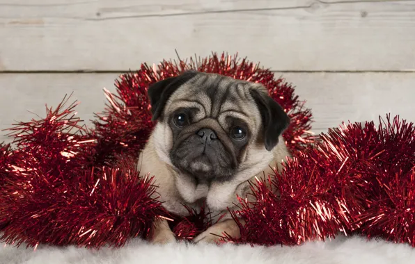 Look, pose, Board, Shine, dog, Christmas, pug, New year