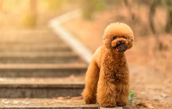 Look, nature, Park, haircut, dog, red, hairstyle, ladder