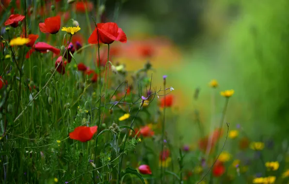 Flowers, nature, Maki