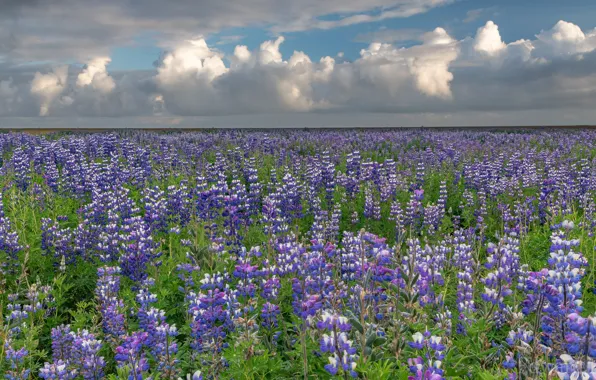 Picture field, the sky, clouds, flowers, meadow, Iceland, a lot, lilac
