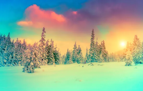 Picture winter, the sky, snow, landscape, nature, photo, spruce