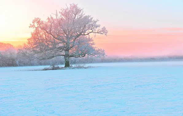 Picture winter, frost, snow, sunset, fog, tree, the evening