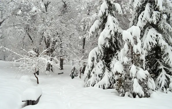 Winter, Trees, Snow, Park, Frost, Winter, Frost, Park