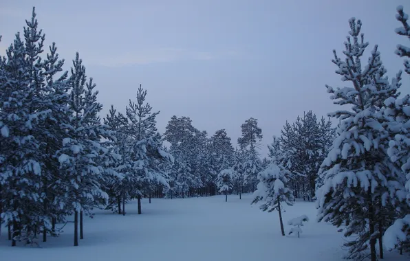 Forest, snow, trees