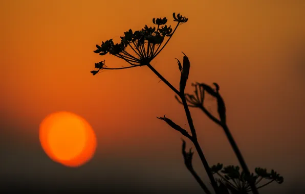The sun, sunset, plant, stem, silhouette