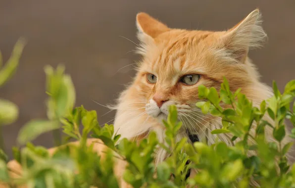 Grass, cat, leaves, red, lies, looks