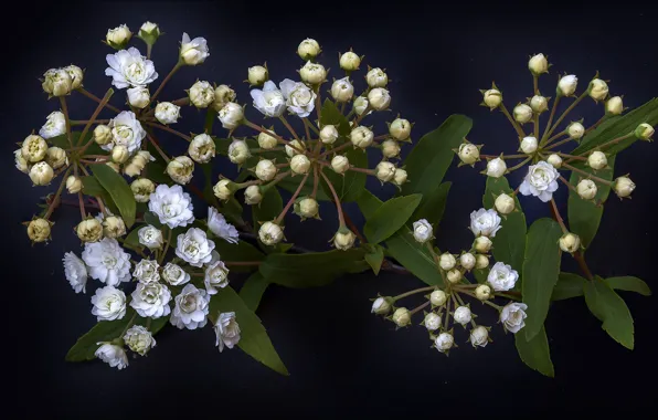 Flowers, white, trio, nature, flowers, composition, light, trio