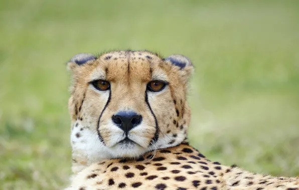 Picture look, face, portrait, Cheetah