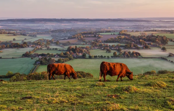 Picture field, nature, two, view, cows, village, pasture, pair