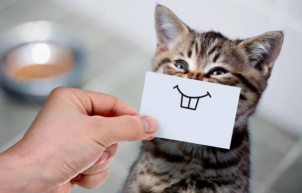 Picture cat, smile, humor, teeth, hands, baby, kitty, face