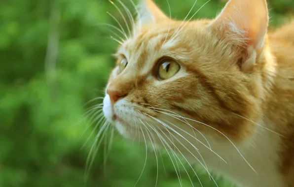 Greens, cat, cat, face, macro, red, Kote