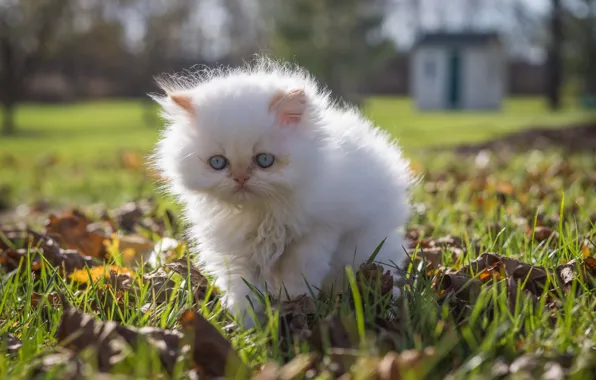 White, fluffy, walk, kitty