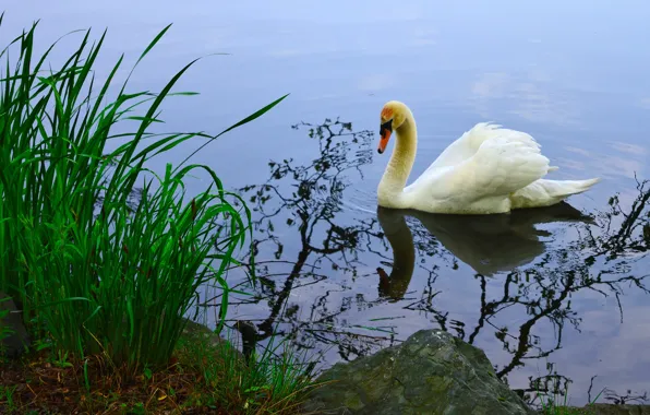 Picture white, grass, water, nature, reflection, bird, shore, swans