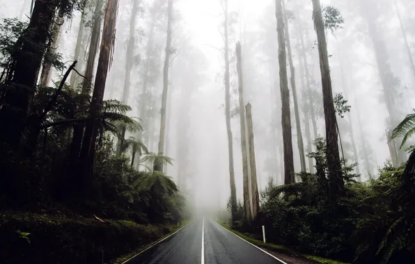 Picture road, forest, nature, fog