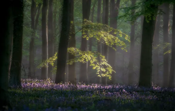 Picture forest, light, trees, flowers, branches, fog, glade, foliage