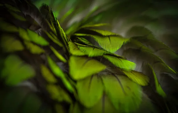 Green, Macro, feathers, green, dark Wallpapers