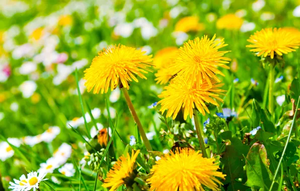 Picture flowers, glade, chamomile, yellow, dandelions