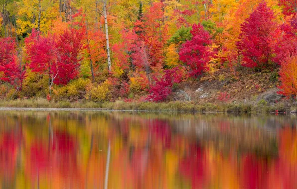 Picture autumn, forest, leaves, trees, reflection, river, shore, the crimson