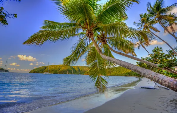 Sand, sea, tropics, palm trees, coast, yachts