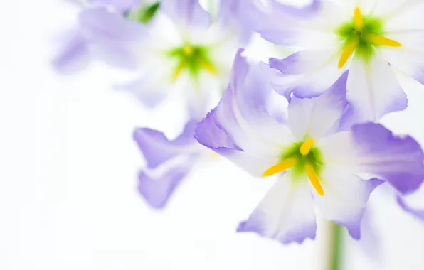 Picture flowers, nature, petals