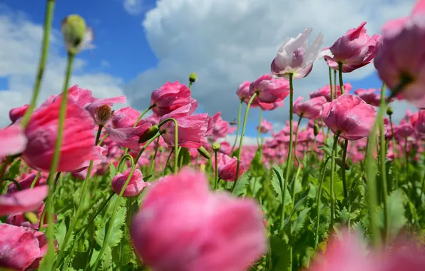 Summer, flowers, Maki, meadow, pink, a lot, bokeh, poppy field