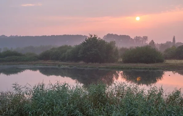 Forest, grass, the sun, clouds, fog, lake, reflection, dawn