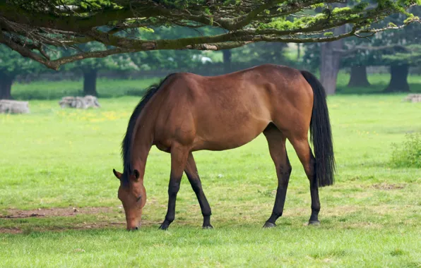 Picture animals, grass, trees, tree, horse, horse, horses, horse